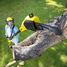 How Our Tree Care Process Works  in  Athens, WV