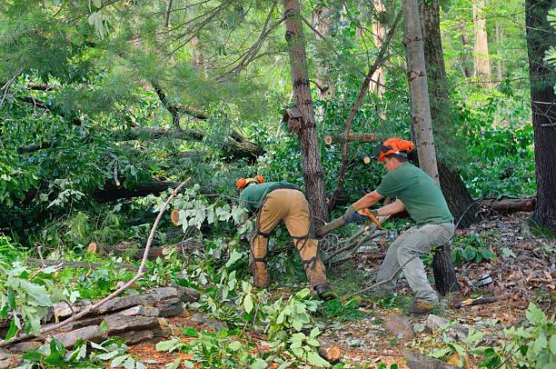 Trusted Athens, WV Tree Services Experts